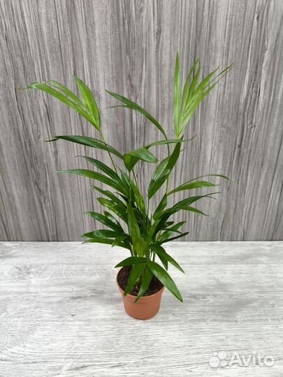 Пальма Арека Дипсис