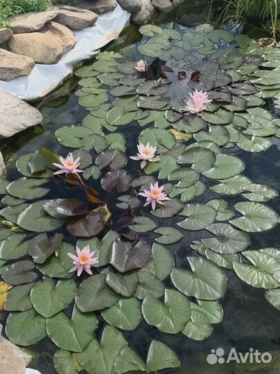 Водяные лилии