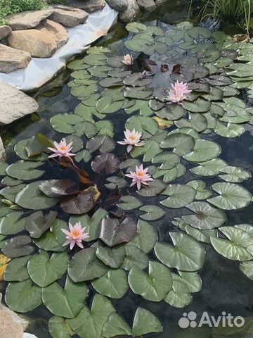 Водяные лилии