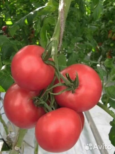 Семена Сортовых Томатов Розовый Идеал(Болгария) 10