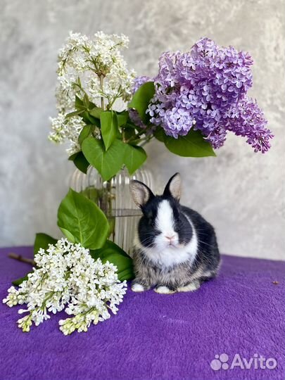 Кролик мальчик минор 300 грамм