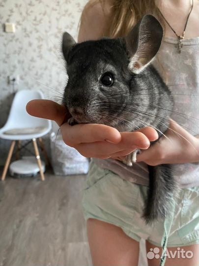 Шиншилла