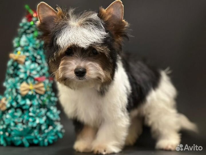 Счастье в дом