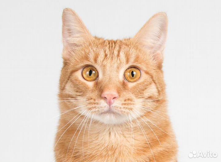 Рыжий молодой ласковый кот Плюшик