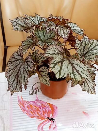 Бегонии разных сортов