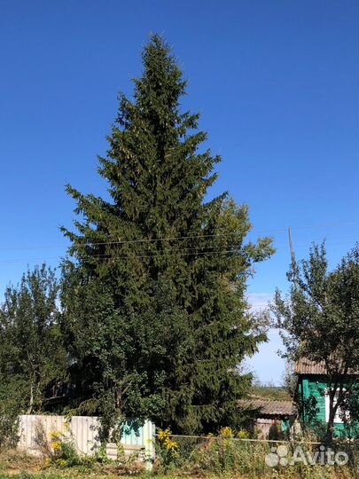 Ель живая полувековая пушистая. С шишечками