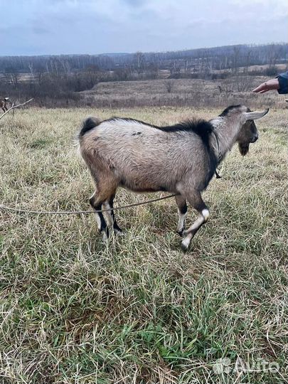 Чешский козел