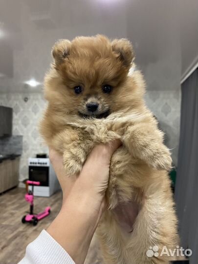 Померанский шпиц