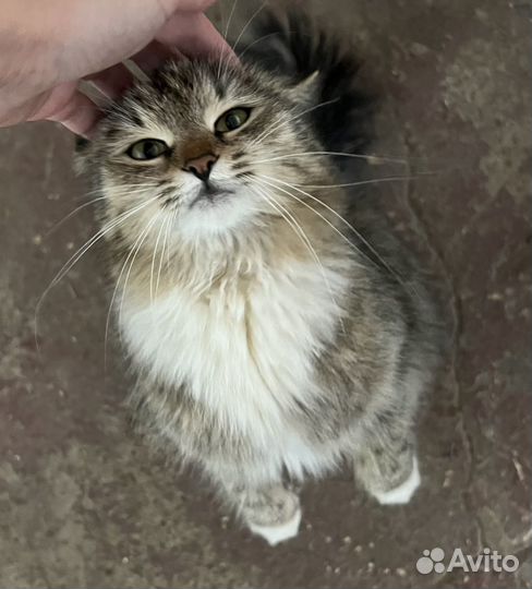 Кошечка в добрые руки