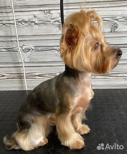 Стрижка собак и кошек. Услуги грумера