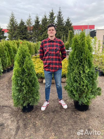 Туя Смарагд