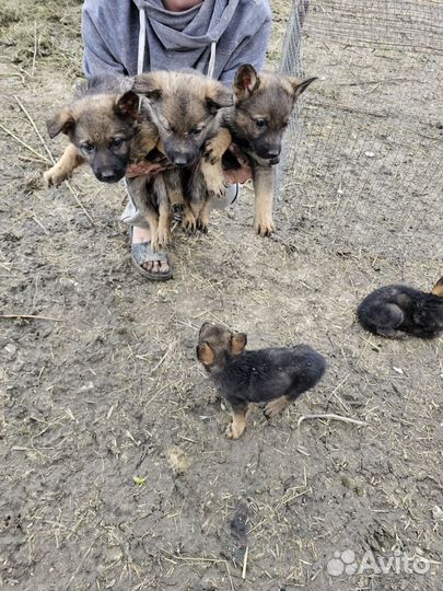 Немецкая Овчарка с документами