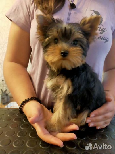 Стрижка собак