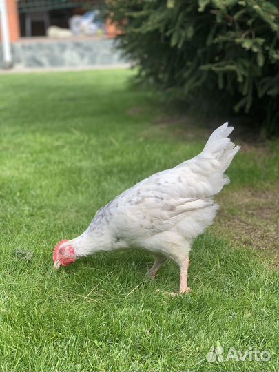 Молодой петушок, порода Пушкинская