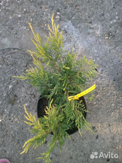 Можжевельник 