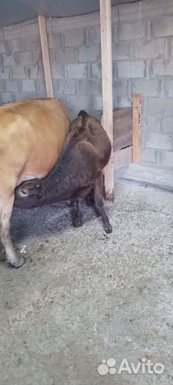 Телята телки