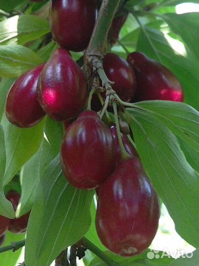 Саженцы лучших растений