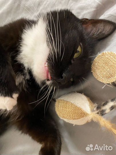 Кот молодой в добрые руки