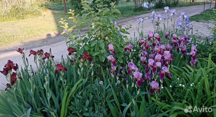 Лилейники, ирисы сортовые и другие растения