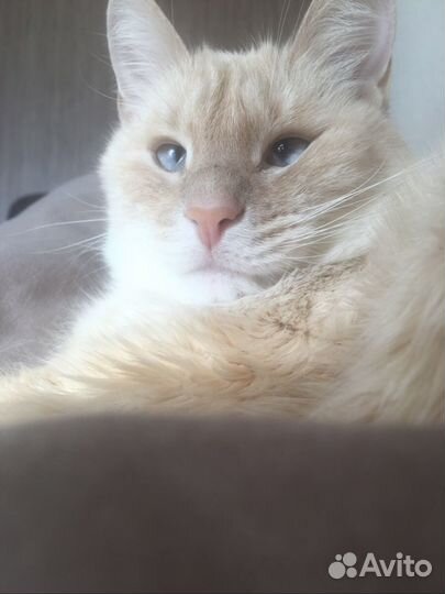 Котик в добрые руки