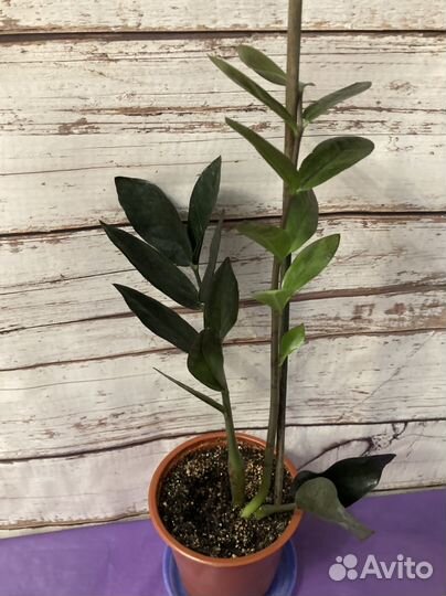 Замиокулькас черный ворон