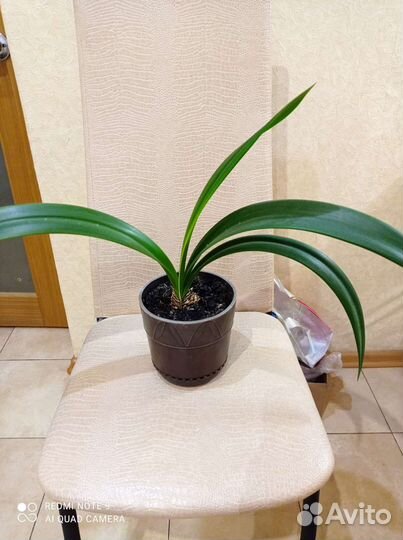 Гиппеаструм