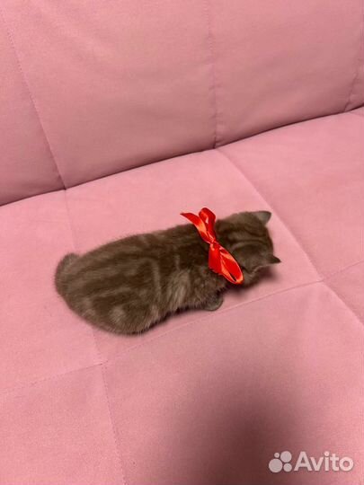 Шотландские вислоухие котята