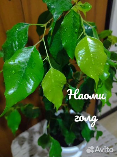 Фикус Наоми голд