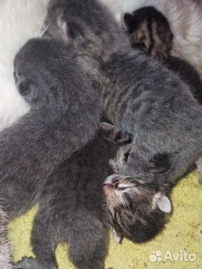 Котята в добрые руки бесплатно