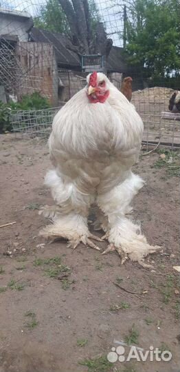 Домашняя птица на продажу