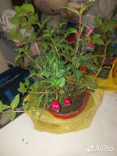 Фуксия цветок