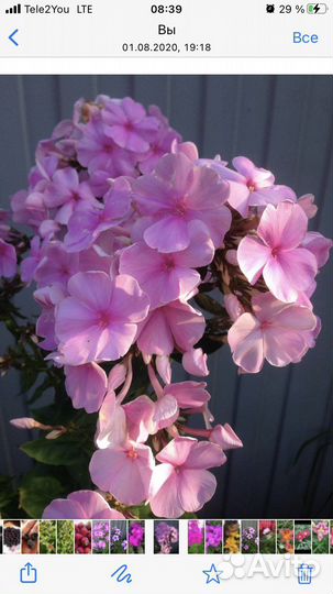 Флоксы, астильба