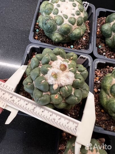 Кактус Coryphantha elephantidens