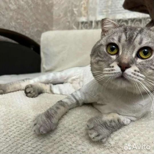Стрижка кошек, собак, вычес