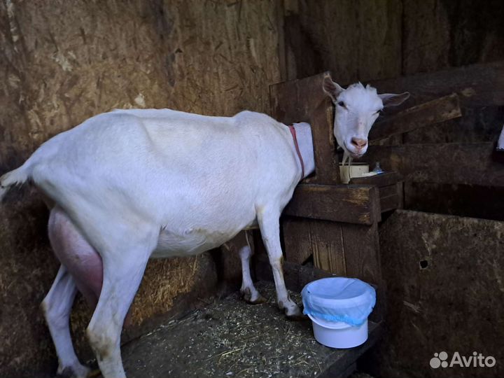 Зааненская дойная коза