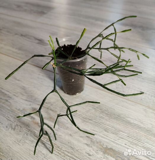 Молочай хатиора