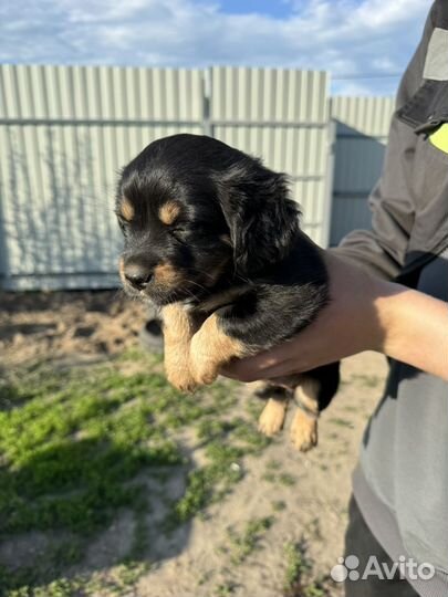 Той-терьер щенок девочка