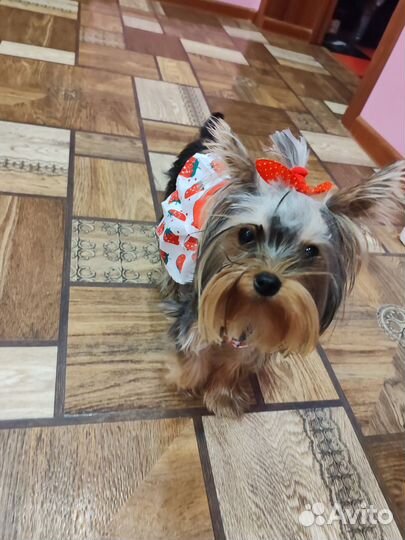 Йоркширский терьер