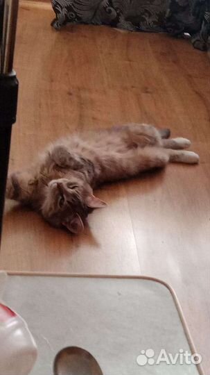 Отдам кошечку в хорошие руки