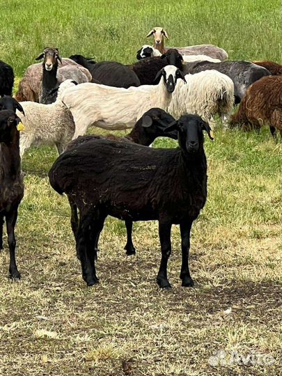 Курдючные бараны овцы