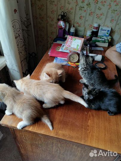 Отдадим котят в добрые руки
