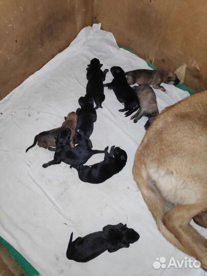 Щенки немецкой овчарки