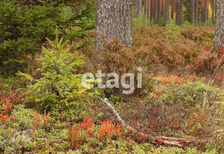 Участок 10 сот. (СНТ, ДНП)