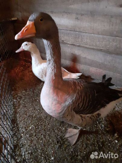 Гусь тулузский 4месяца, утка мулард 4месяца