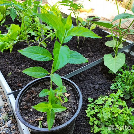 Гортензия метельчатая