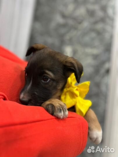 Щенкок ищет дом