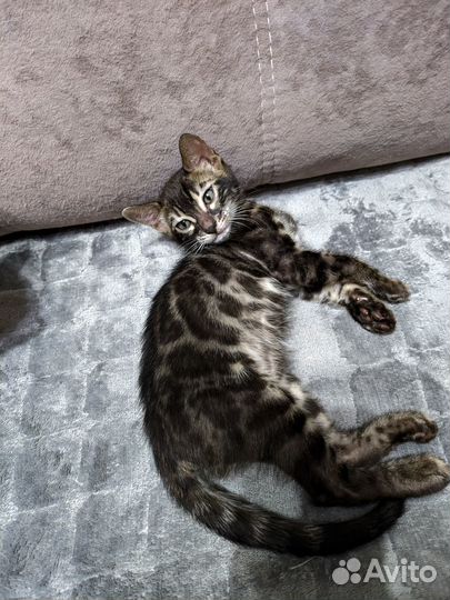 Бенгальские котята для самых любящих хозяев