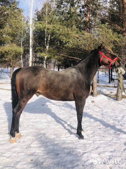 Чистокровная верховая