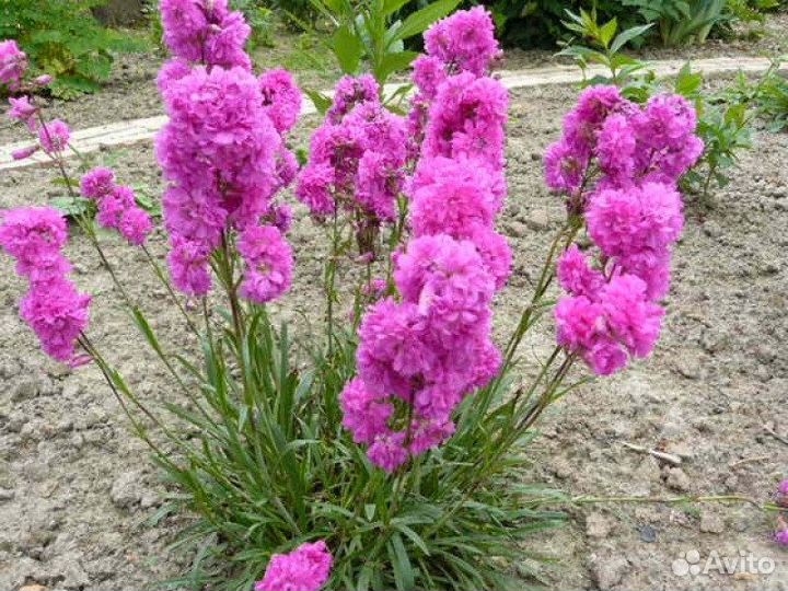 Продам растение для сада лихнис