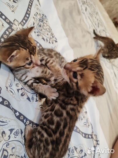 Бенгальские котята